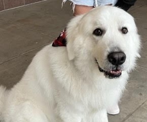 Samson - Paws and Peers Therapy dog for Zaharis